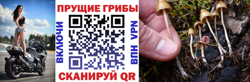 купить  сайты  Армянск  hydra ССЫЛКА  Галлюциногенные грибы мухоморы 